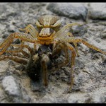 sežrat, nebo být sežrán