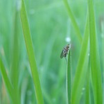 Muška jenom....malá