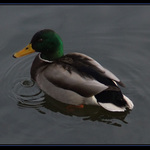 Good morning Mr. Duck