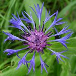 Modrá hvězda - chrpa horská