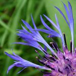 Modrá hvězda - chrpa horská