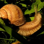 slimacik-macik