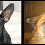 Najlepší priateľ človeka !