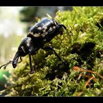 Klikoroh devětsilový