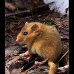 Plšík lískový II