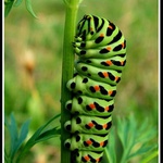 Možná někdy Otakárek?!