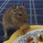 Ještě trochu tatarky?