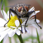 Moucha ze Šťáhlav