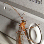 Spouštění DVD mechaniky