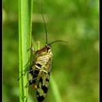 Panorpa communis