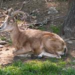 Očkem na vás  koukám