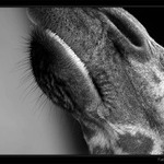 - Giraffe in bw -