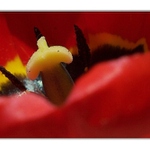 TULI-TULI-TULIPÁN