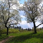 Jaro na Zbraslavi