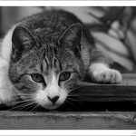 .. číča číhá ..