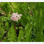 .. mezi kapradím ..