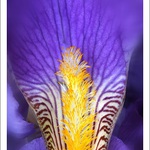 .. barvy alá kosatec ..