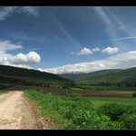Orava