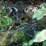 Dobře ukryté srnče