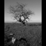 Větrem tvarován...