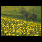 Sen o zástupu zoufajících