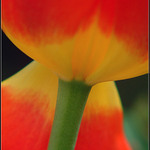    Další tulipán z mnoha na PP