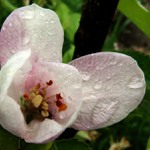 rozvijej se poupatko