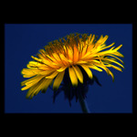 ***PRVNÍ LETOŠNÍ***