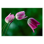 ***NĚŽNÉ DOTEKY***