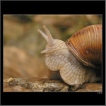 *** říkate, někde za mnou? Nevidím nikoho ... ***