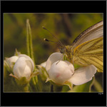 *** odpočinková ***