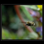 Létající Čestmír