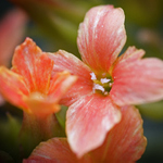 no co ? kytička :-)