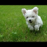 Zachraň se, kdo můžeš