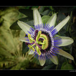 Na co jednoduché květy když...