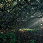 Temný les a řada stromů, kudy vede cesta domů?