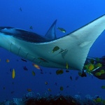 Gallery manta