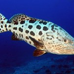 Tukula