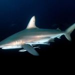 Blacktip