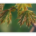  - Leaves I -