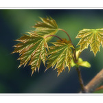  - Leaves II -