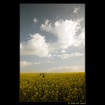 políčka řádně obdělána