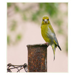 vidím tě, člověče!