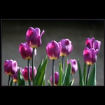 ... u nás kvetou...