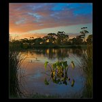 Večerní průhled rákosím