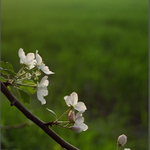 Jarní podvečer na okraji pole