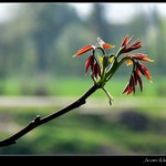 Jaro v plném proudu