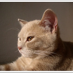 Portrét kocoura v jinošských letech