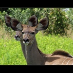 Štyri uši lepšie počujú...