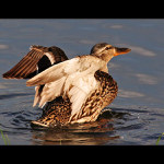 Podvečerný kúpeľ